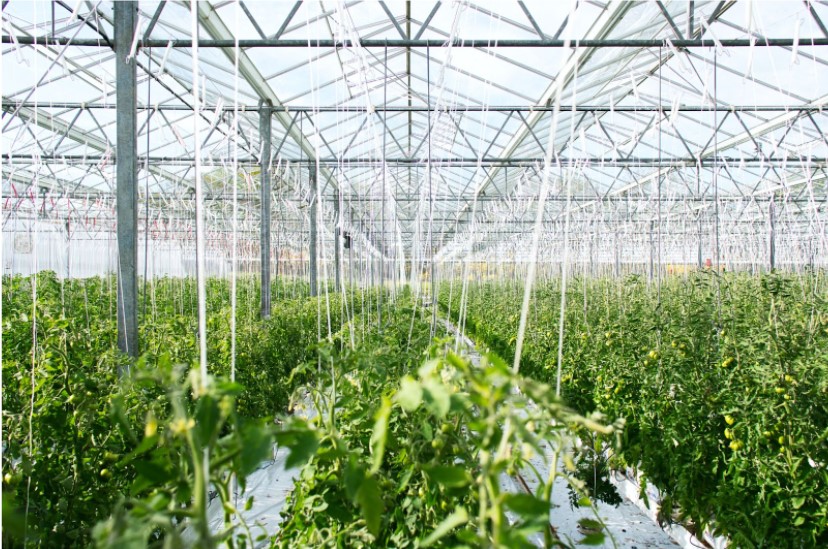 los mejores sensores para la agricultura automatizada