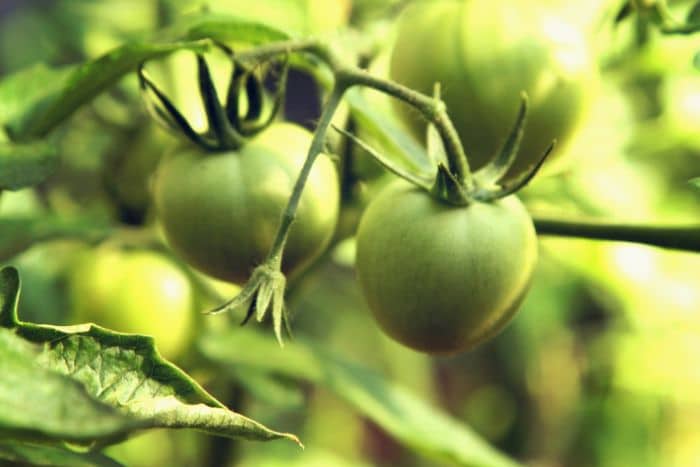 Sensores en el cultivo de tomates o jitomates