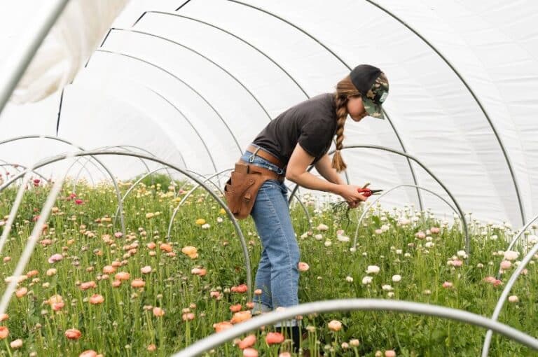 Cuidados para el cultivo de flores.