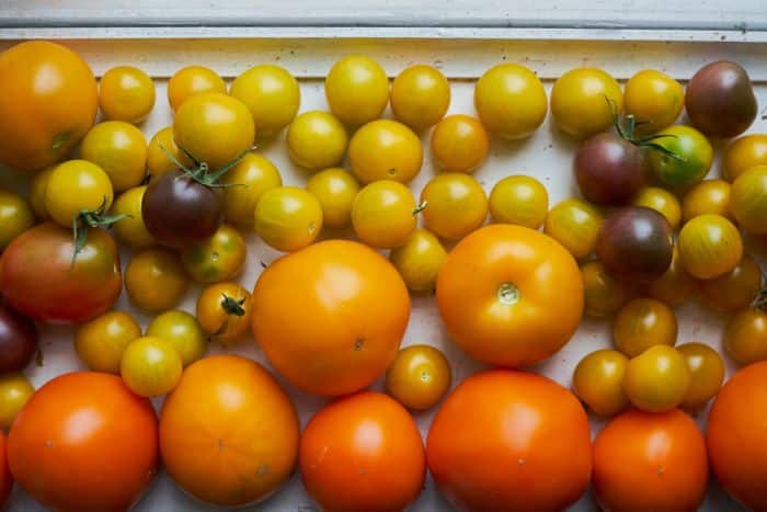 Cuidados para el cultivo de tomates o jitomates