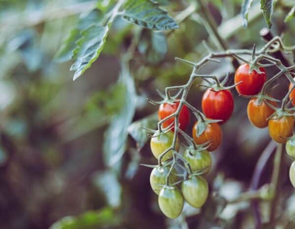 Todo para mejorar el cultivo de tomate o jitomate