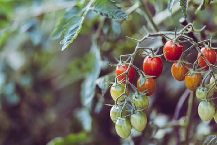 Todo para mejorar el cultivo de tomate o jitomate