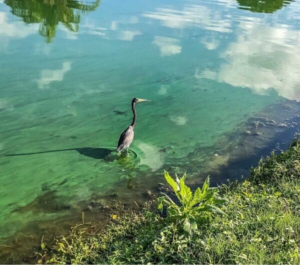 Optimiza el monitoreo de clorofila en lagos con tecnología SensorGO