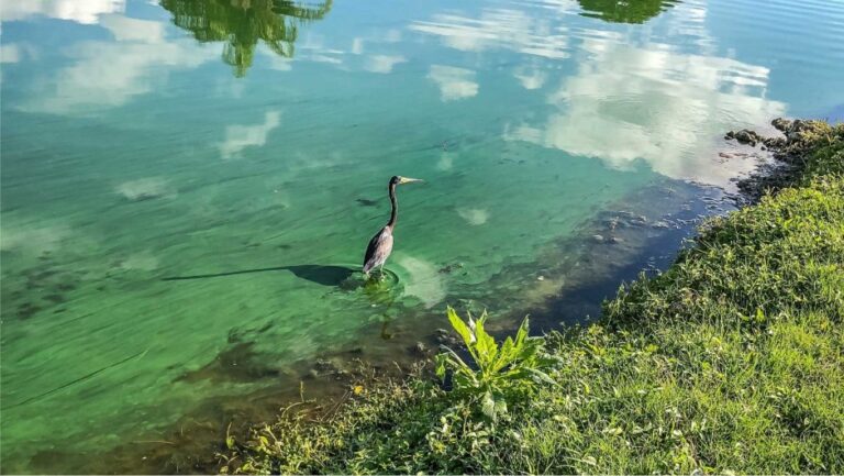 Optimiza el monitoreo de clorofila en lagos con tecnología SensorGO