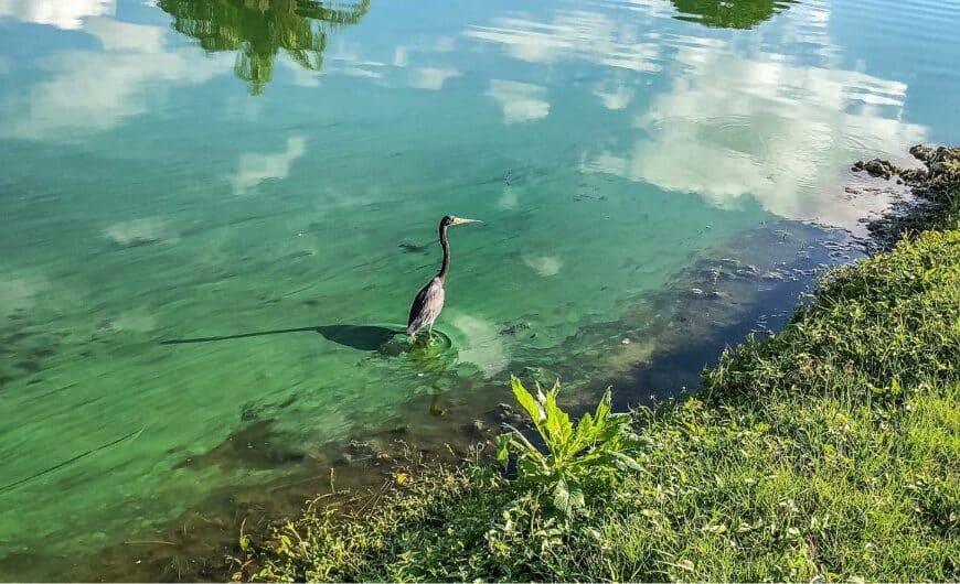Optimiza el monitoreo de clorofila en lagos con tecnología SensorGO
